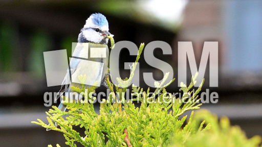 Blaumeise_mit_Futter (23).jpg